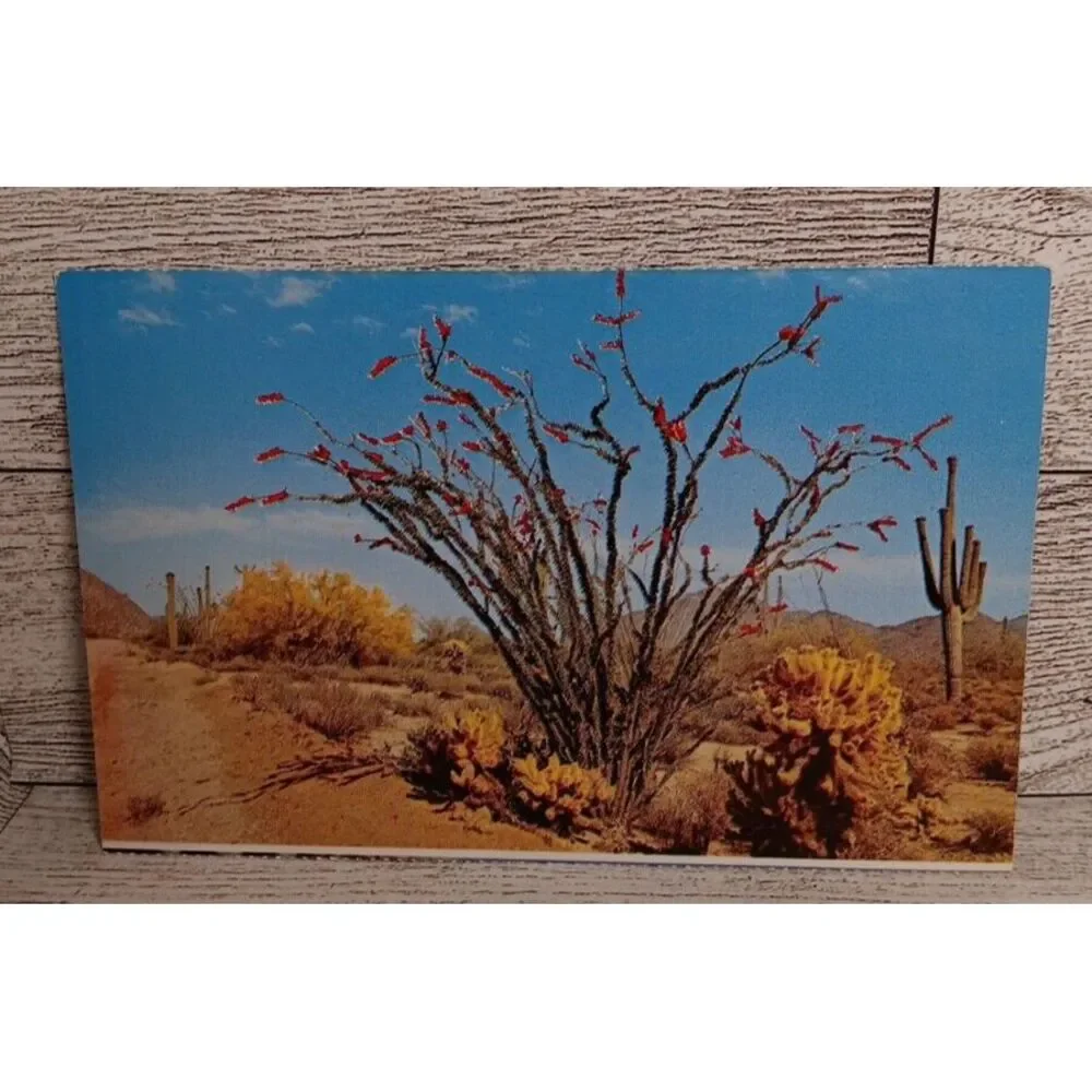Vintage Postcard‎ The Desert In Bloom Ocotillo Arizona flower Ephemera Memories